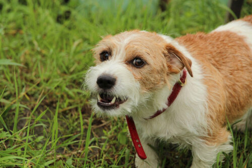 Best Anti Bark Devices - Comparison and Buyer&rsquo;s Guide