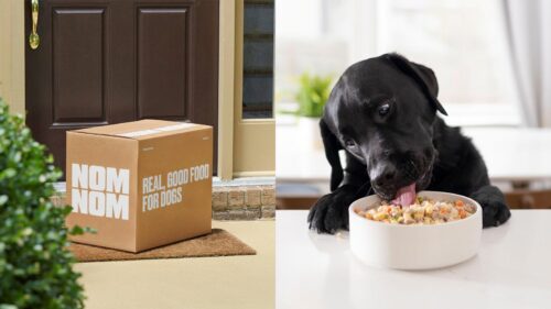 Best Dog Food Delivery Service for 2026