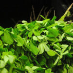 Fenugreek 