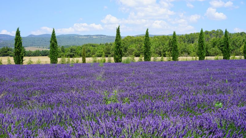 French Fragrance zen routine