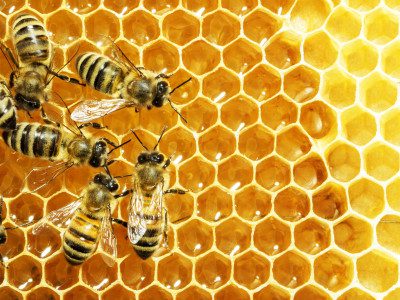 How-To-Start-Bee-Keeping-In-Preparation-For-The-Apocalypse