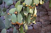 Nopal