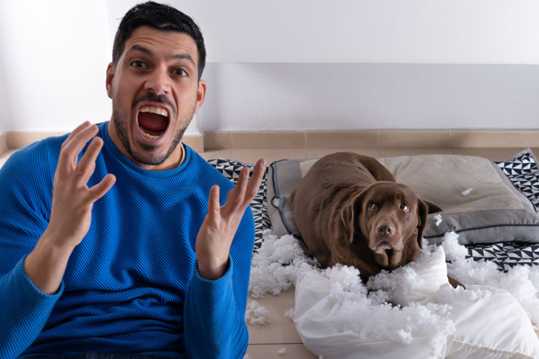 What Does an Anti-Bark Device Do?