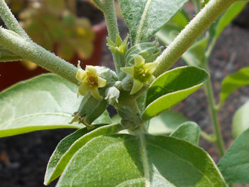 Withania Somnifera