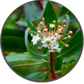 catuaba