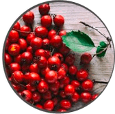 hawthorn