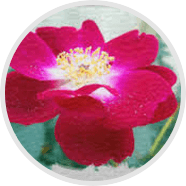 swedish-flower-pollen